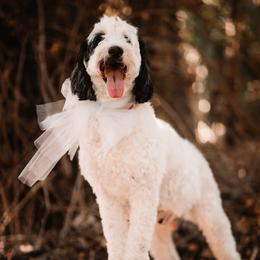 Lucy - Bernedoodle