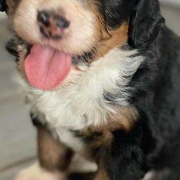 Bernedoodles from Puppy Paws4U
