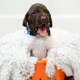 Buck - German Shorthaired Pointer puppy from Moore Family GSPs