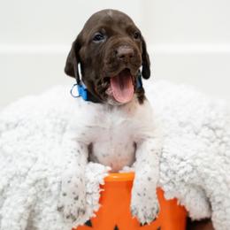 Buck - German Shorthaired Pointer puppy from Moore Family GSPs