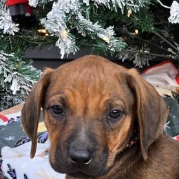 Angus  Black Orange Collar - Rd whtn blk nose male Rhodesian Ridgeback puppy in Gaffney, South Carolina from Circle D Farms