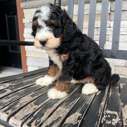 Tanner - Tri-color male Bernedoodle puppy in Holtwood, Pennsylvania from Country Ridge Puppies