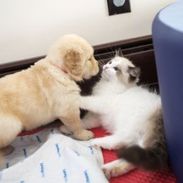 Golden Retriever Puppies from Honeysweet Goldens
