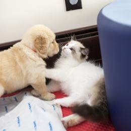 Golden Retriever Puppies from Honeysweet Goldens