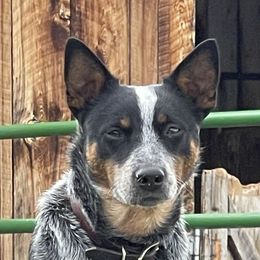 Kiyah - Australian Cattle Dog