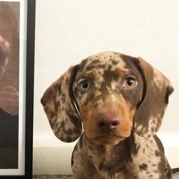 Rip - Dachshund