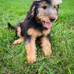 Bernedoodle, Dachshund, Goldendoodle, and Sheepadoodle Puppies from Doodles & Doxies
