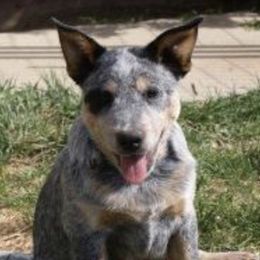 Australian Cattle Dogs from Caray Australian Cattle Dogs