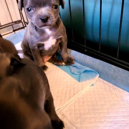 Chihuahua Puppies from Fenomenal ChiChis