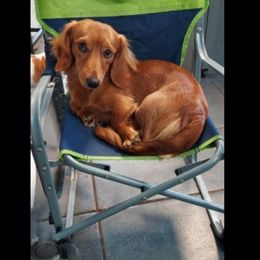 Liberty - Dachshund
