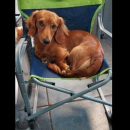 Liberty - Dachshund