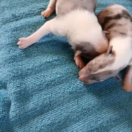 Boy 3 - male Collie puppy in St Stephens, Wyoming from Desert Kennels