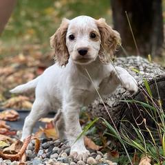 Angelica - Orange roan English Cocker Spaniel puppy in Louisville, Kentucky from PrairieRose Gundogs - Premium Field Bred Spaniels