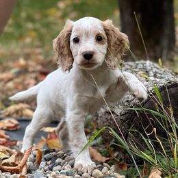 Angelica - Orange roan English Cocker Spaniel puppy in Louisville, Kentucky from PrairieRose Gundogs - Premium Field Bred Spaniels