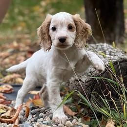 Angelica - Orange roan English Cocker Spaniel puppy in Louisville, Kentucky from PrairieRose Gundogs - Premium Field Bred Spaniels
