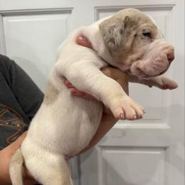 Jamison - Merle male Great Dane puppy in Florida from Beachside Kennels