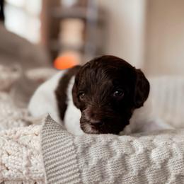 Rocky, Boy - Brown and white male Bernedoodle puppy in Maricopa, Arizona from Desert Ridge Doodles