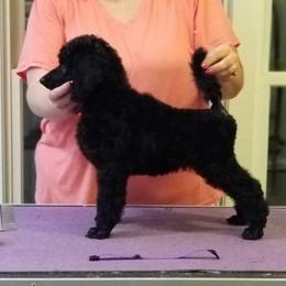 Poodle Puppies from Celeto Standard & Miniature Poodles