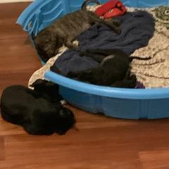 Vietnamese Phu Quoc Ridgeback Puppies from Phu Quoc Ridgebacks of Mississippi