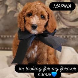 Marina - Red  male Goldendoodle puppy in Warrior, Alabama from Elite Goldendoodles and Bernedoodles