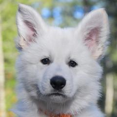 Orange collar - Berger Blanc Suisse puppy in Graham, Washington from Itrek White Swiss Shepherds