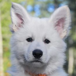 Orange collar - Berger Blanc Suisse puppy in Graham, Washington from Itrek White Swiss Shepherds