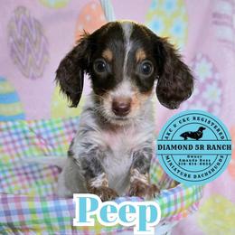 PEEP - Piebald male Dachshund puppy in Columbia, Louisiana from Diamond 5R Ranch AKC & CKC Miniature Dachshunds