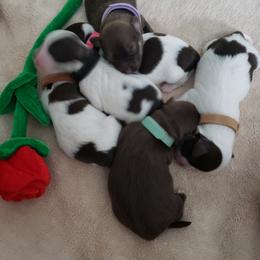 Havanese Puppies from Steal Your Heart Havanese