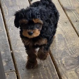Poodle, Yorkipoo, and Yorkshire Terrier Puppies from Sonshine Yorkies