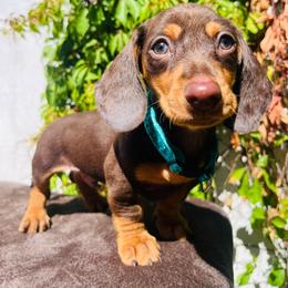 Dachshund All Grown Up from Dachshund house