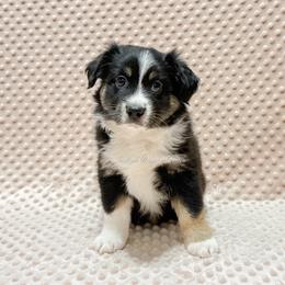 Juniper - Black tri female Miniature Australian Shepherd puppy in Lacombe, Louisiana from Indigo River Aussies