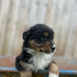 Riley - Black tri male Miniature Australian Shepherd puppy in Bethany, Illinois from Rachel at Marrowbone Creek Aussies