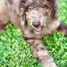 Davidson 'Davey' - Merle male Goldendoodle puppy in Dayton, Ohio from Perks Court Doodles