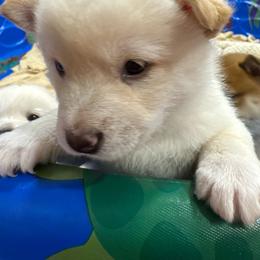 Theia - Cream female Shiba Inu puppy in Carpentersville, Illinois from Veronika's Shiba Inus