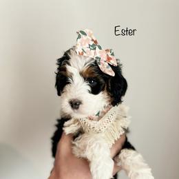 Bernedoodle Puppies from The Puppy Nest