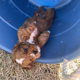 Cavapoo and Shihpoo Puppies from Haus of Doodles