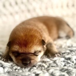 Gabriel - Red male Shiba Inu puppy in Trenton, Nebraska from Prairie Shibas
