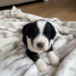 Alamo - Tri-color male Bernedoodle puppy in Fishers, Indiana from Fishers Bernedoodles