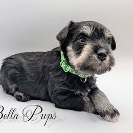 Boy 3 - Black and silver male Miniature Schnauzer puppy in Cumming, Georgia from Bella Pups LLC