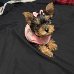 Girl 4 - Black and tan female Yorkshire Terrier puppy in Fort Worth, Texas from Mina’s Minnies