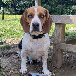 Gus - Beagle