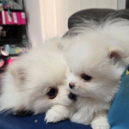 Mr. Snuggles - Beaver male Pomeranian puppy in Decatur, Alabama from Ruby's Pomeranians