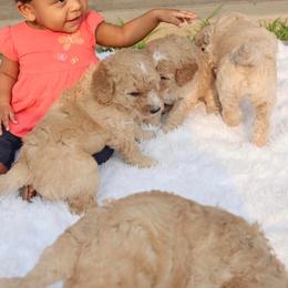 Goldendoodle Puppies from ZaraDoodles