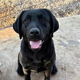 Tipsy - Labrador Retriever