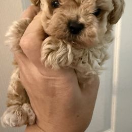 Boy - Apricot male Maltipoo puppy in California from Yorkie & Maltese Royalty
