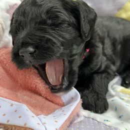 Double Doodle and Goldendoodle Puppies from Ohio Designer Doodles