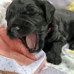 Double Doodle and Goldendoodle Puppies from Ohio Designer Doodles