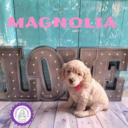 Magnolia - Lemon roan female Cockapoo puppy in Reidsville, North Carolina from Something to Bark About Dog Training