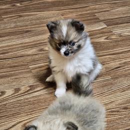 Pomeranian and Yorkshire Terrier Puppies from Pam Ackley