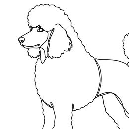 Poodles from Playboy Poodles